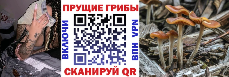 Галлюциногенные грибы Cubensis  наркошоп  Николаевск 